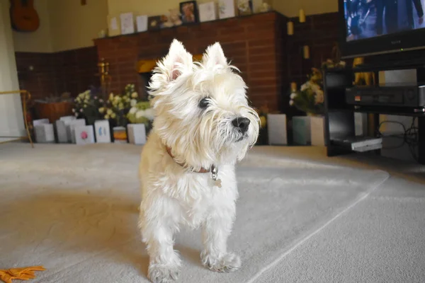A little beautiful West Highland White Terrier dog stand on the carpet in a cozy living room.