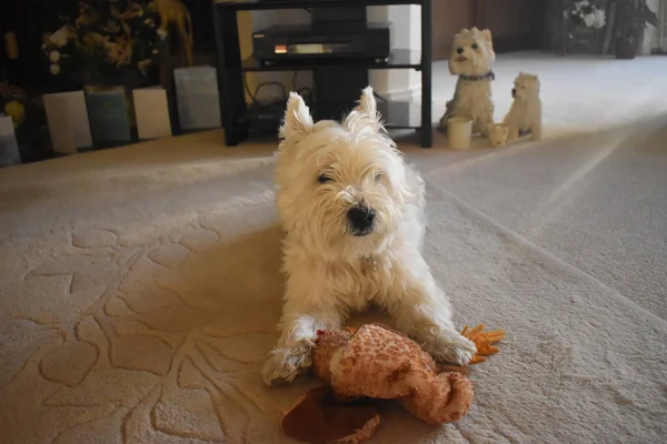 Close-up of a cute West highland white Terrier dog lying with a toy on the carpet in a cozy living room on a sunny day. A happy and funny westie white dog. Home sweet home.