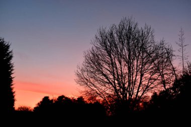Beautiful sunset with a colorful sky of purple, blue, and orange over tree silhouettes in the evening.