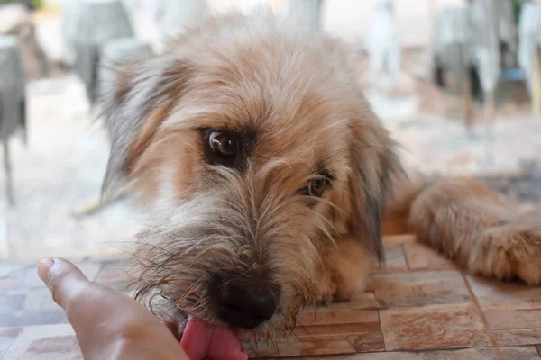 Close-up of a cute brown dog head with the tongue out, licking a human hand with blurred background.