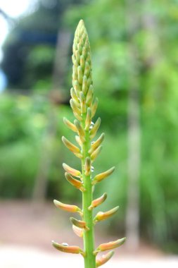 Beautiful Aloe vera flower buds with water drops on a branch with green nature blurred background.