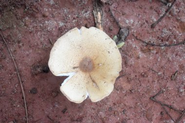 Viewed from the top picture of a termite mushroom on the surface of the ground background.