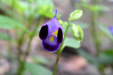 Lades kemiği çiçeğinin güzel çiçekleri, yeşil arka planda iki tonda mor-leylak çiçekleri. Tayland 'da yağmur mevsiminde çiçek açmak.