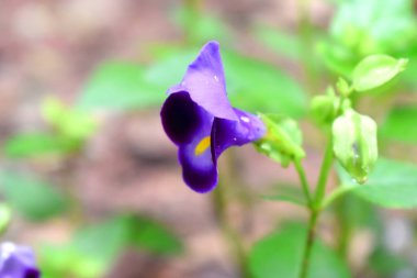 Lades kemiği çiçeğinin, yeşil renkli, iki tonluk mor çiçekleri olan yan görüntüsü bulanık..