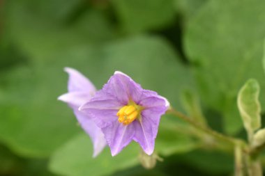 Yeşil doğada güzel mor patlıcan çiçekleri bulanık arka planda. Tayland kırsalının arka bahçesinde organik sebzeler.
