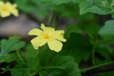 Yakın plan sarı Momordica Charantiaor Bitter kavun çiçeği ve bulanık arka plan yeşil yapraklar. Kırsaldaki bir bahçede organik sebzeler.
