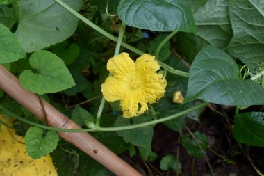 Yeşil yapraklı organik kabak çiçeği doğa arka planında. Kırsal kesimin arka bahçesinde organik sebzeler yetiştiriyor..