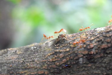 Ormandaki ağaç gövdesinde yürüyen kırmızı karıncalar üzerine seçilmiş odak noktası, yeşil doğa bokeh ışık arka plan. 