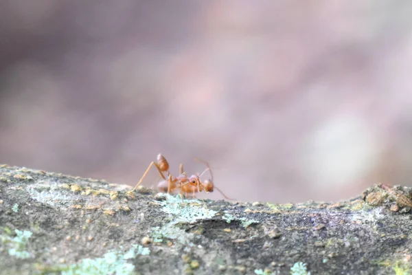 Close Par Formiga Vermelha Tronco Árvore Com Musgo Verde Natureza — Fotografia de Stock