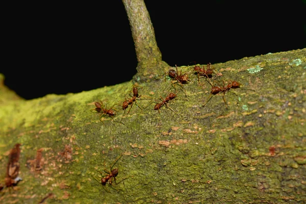 Close Red Ants Crawling Tree Trunk Garden Black Background — Stock Photo, Image