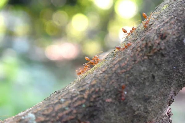 선택적으로 아름다운 보케등 불빛을 배경으로 나무줄기를 기어다니는 개미에 초점을 맞춘다 — 스톡 사진