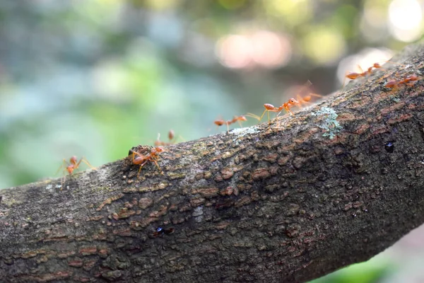 Bahçedeki ağaç dalında bokeh ışıklı arka planda sürünen küçük karıncaların seçmeli odak noktası..