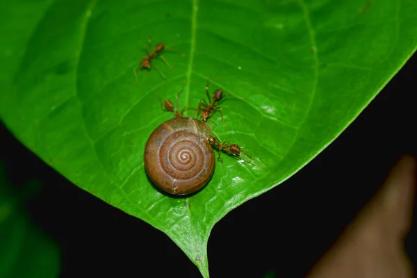 Close Snail Surrounding Ants Crawling Green Leaf Dark Nature Background — Stock Photo, Image