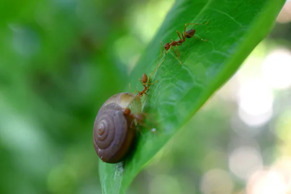Small Snail Crawling Ground Green Leaf Surrounding Ants Forest Countryside — Stock Photo, Image