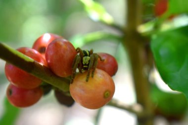 Kırmızı kirazlı kahve üzerinde küçük bir örümcek arka planda bulanıklaştı. Tayland 'ın bir kırsalında organik Arap kahve çekirdekleri.