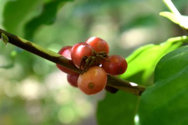 Açık yeşil bokeh ışıklı, üzerinde küçük bir örümcek olan kırmızı parçalı vişneli kahve. Tarladaki organik Arap kahve çekirdekleri..