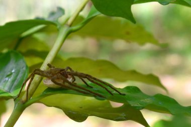 Kahverengi örümceğin yeşil yaprağın beyaz kenarlarında uzanması ve açık yeşil arkaplanın bulanık görünümü.