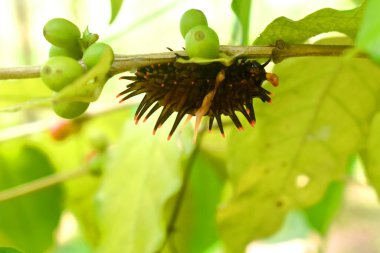 Side view of black caterpillars crawling on coffee treebranch with green nature blurred background.
