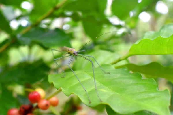 Close-up of a small insect of green phobaeticus stands on green leaf of coffee tree with green nature blurred background.