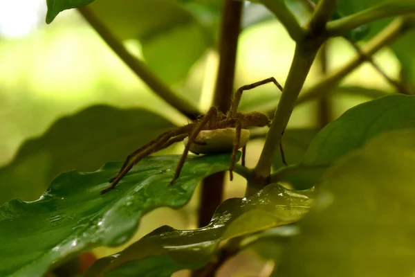 Close Aranha Marrom Que Coloca Bordas Brancas Folha Verde Com — Fotografia de Stock