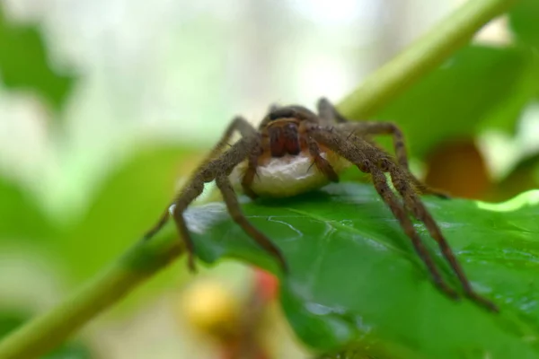 과푸른 감도는 가장자리에 거미의 — 스톡 사진