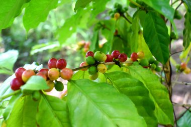 Taze organik Arap kahvesi. Tayland 'ın kuzeydoğusundaki bir çiftlikteki ağaçta olgunlaşan kahve çekirdekleri..