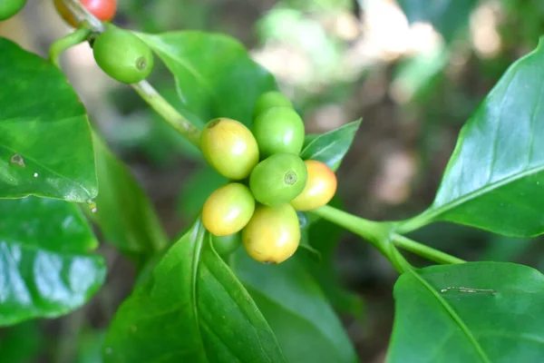 Closeup of fresh raw coffee fruits with green leaves on coffee tree bunch on blurred background- Organic Arabica coffee plant growing in North East of Thailand.