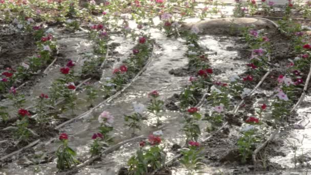 Gleby wypłukiwania z kwiat łóżko w parku — Wideo stockowe