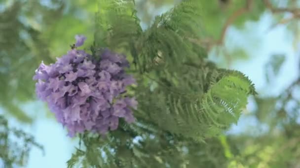 Bi på blå-violett Jakaranda blommor — Stockvideo