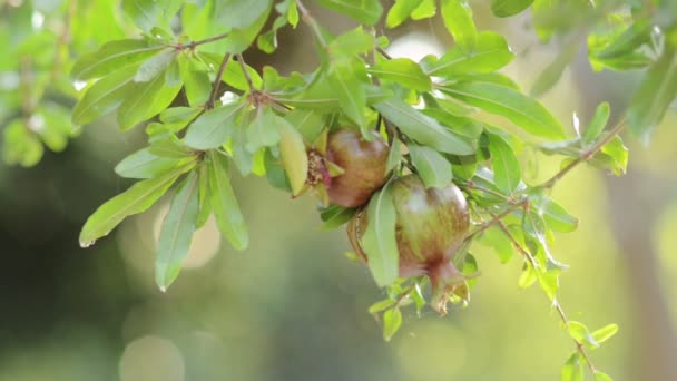Granatäpfel in den ersten Strahlen der Morgensonne — Stockvideo