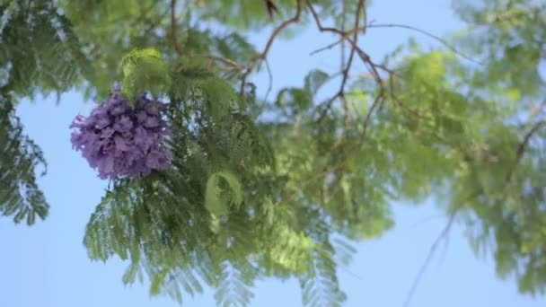 Jakaranda ağacı tropikal bir güzelliktir — Stok video