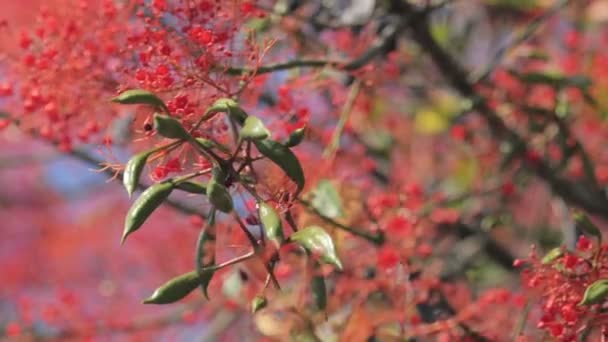 Vagens de sementes verdes brachychiton acerifolius sobre fundo vermelho — Vídeo de Stock