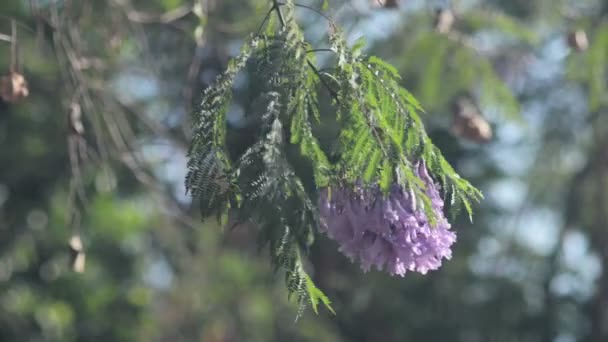 Blauwe Jacaranda (Jacaranda mimosifolia) — Stockvideo