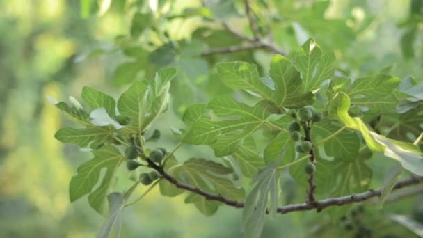 Unripe fruits on a fig tree branch with green foliage — Stock Video