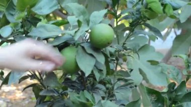 turuncu bir plantasyon içinde çalışan Ziraat Mühendisi