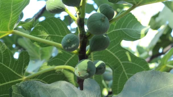 Monitoring fig fruits — Stock Video