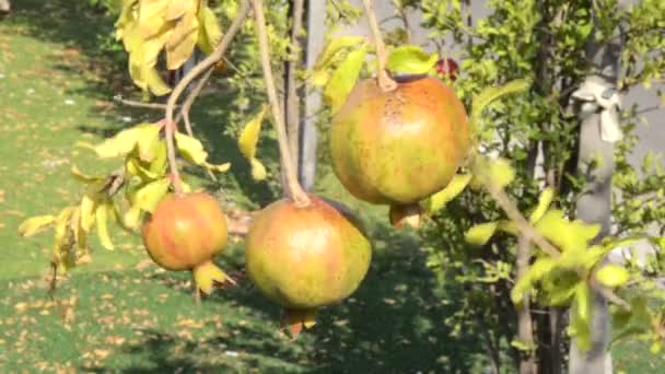 Three brown pomegranates on a branch — Stock Video