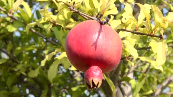 Dieser reife Granatapfel ist mit Saft gefüllt — Stockvideo