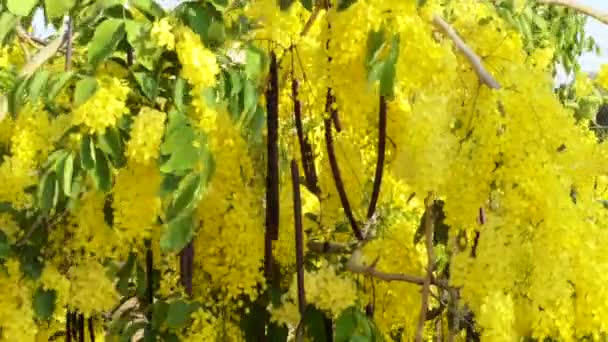 Árvore de banho dourada espalhando sua flor — Vídeo de Stock