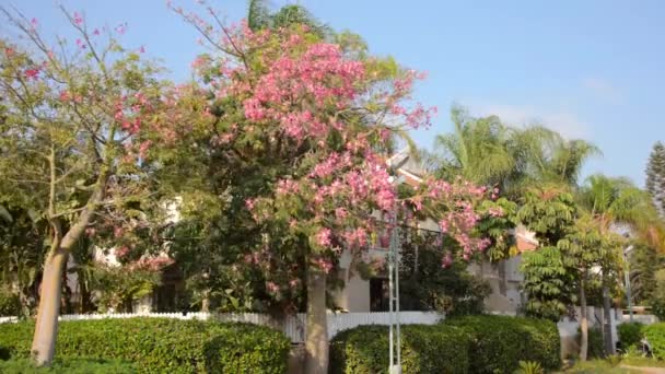 Kapok tree blossoming — Stock Video