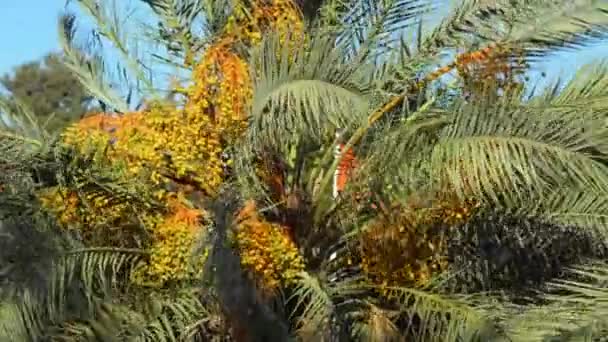 抖动对风电的棕榈树枝 — 图库视频影像