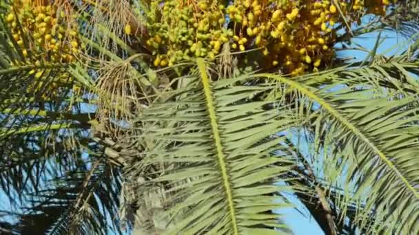 Palma cheia de tâmaras amarelas maduras — Vídeo de Stock