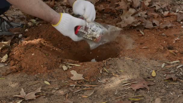 Alguien esconde un frasco de joyas bajo tierra. — Vídeo de stock