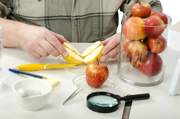 Phytocontrol expert cut an apple in half — Stock Photo, Image