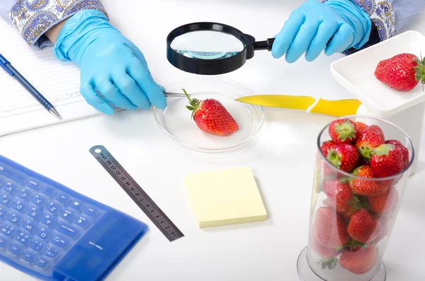 Phytosanitary expert hands inspecting the appearance of strawber — Stock Photo, Image