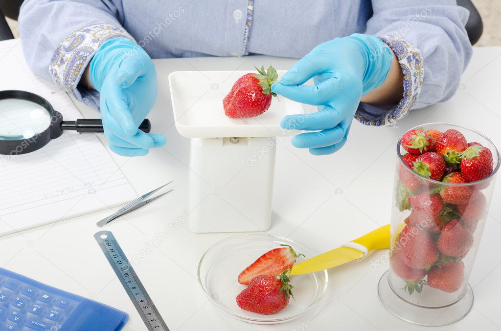 Phytosanitary expert hands weighing strawberries
