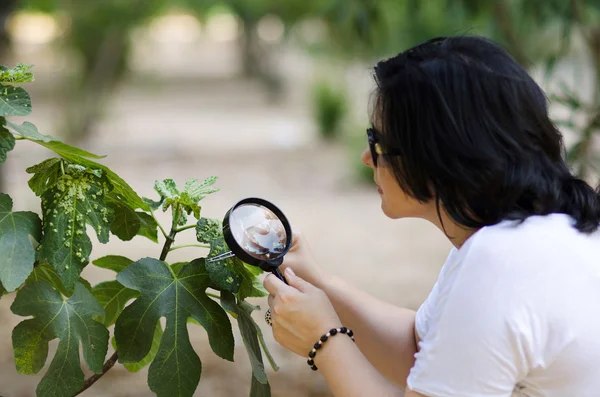 Botanist finding leaf galls on the figs tree — Stock Photo, Image