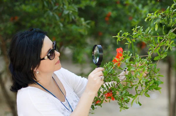 Botanist checking the growth of pomegranate flowers — Stock Photo, Image