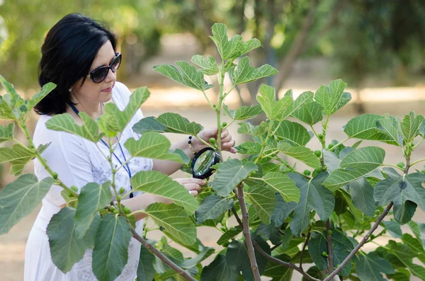 Botanist checking the growth of figs — Stock Photo, Image