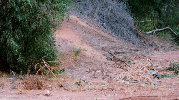 Un renard creuse un trou tandis que deux autres jouent — Video